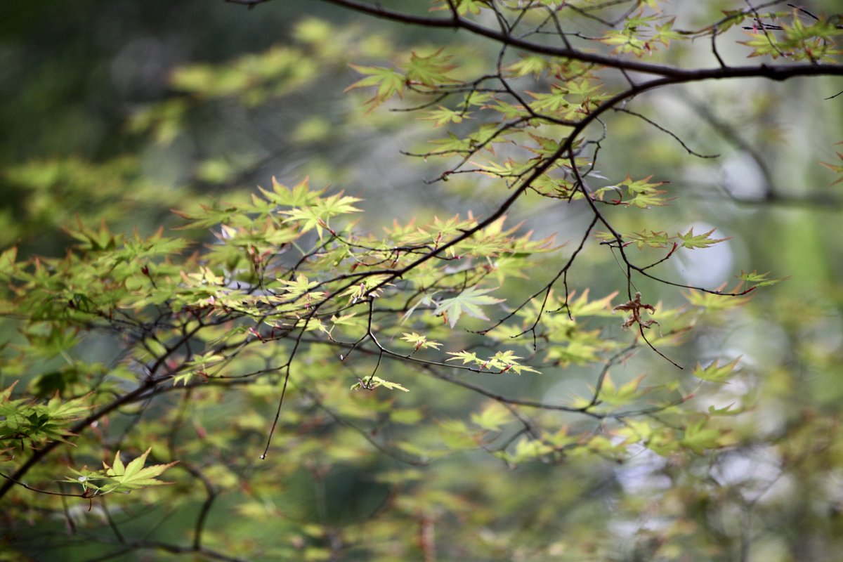BeatMocha's tweet photo. #散歩写真 #EOS5Dmk2 #EF70_300mmISIIUSM https://t.co/7KuwcnmaYW