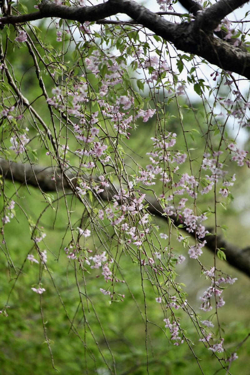 BeatMocha's tweet photo. #散歩写真 #EOS5Dmk2 #EF70_300mmISIIUSM https://t.co/7KuwcnmaYW
