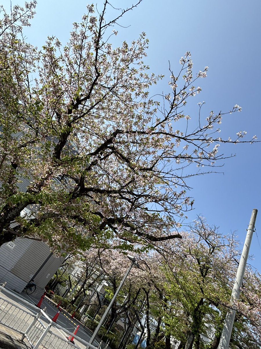 amekick4649's tweet photo. おはようございます🌸

来週のパーソナル受付可能スケジュール🥊
15日（火）9:00 10:00 14:00 15:00
17日（木）9:00〜15:00(最終14:00)
18日（金）9:00 10:00 14:00 15:00
19日（土）9:00 10:00 11:00 12:00 13:00 https://t.co/gH1UXaYT7W