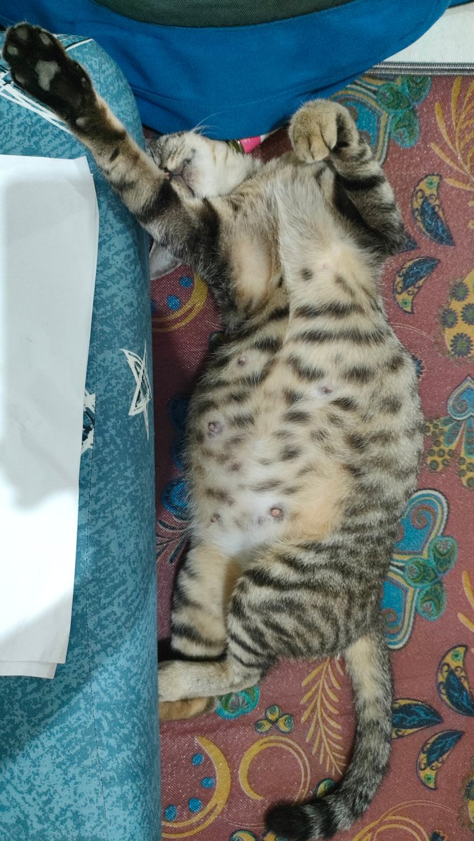 AgustinusKewaha's tweet photo. Telah mati setelah melahirkan 5 anak. 2 cacat dan mati, 3 hidup.
Ibu yang hebat, ibu yang kuat.
Selamat jalan menk 💐🍃 https://t.co/9cw1tpbx8s