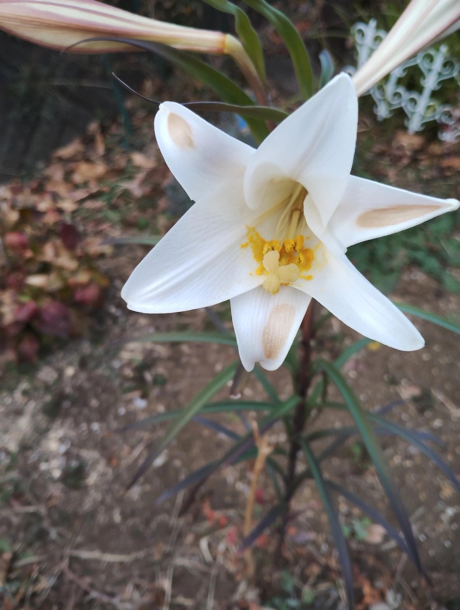 新しい一日が始まりました。仕事に行く時間です🌻