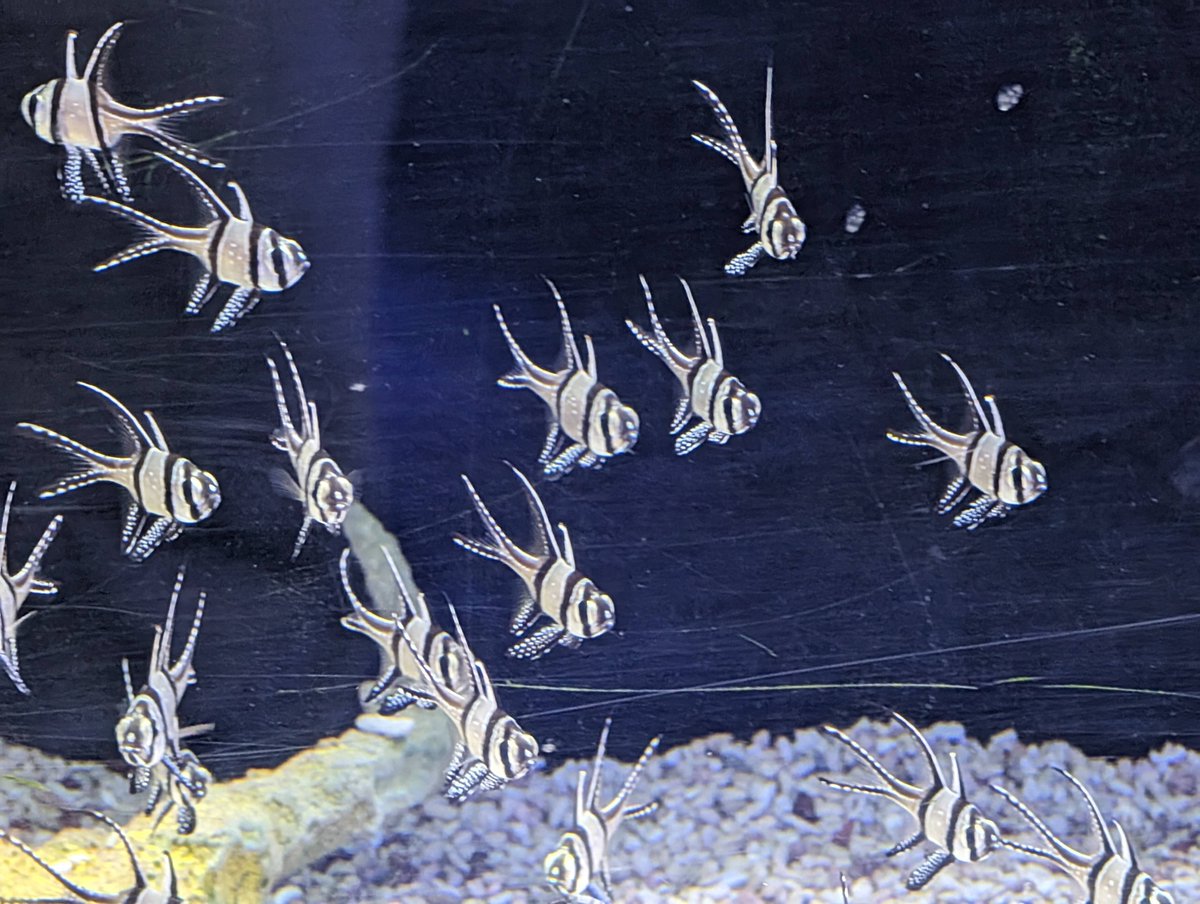 aqlaquarium's tweet photo. Hundreds of stunning animals available today!
#AquaLifeAquarium #NewCoral #reefhobby #freshwatertank #plants #ocean #saltwatertank https://t.co/jl1gbKQkny