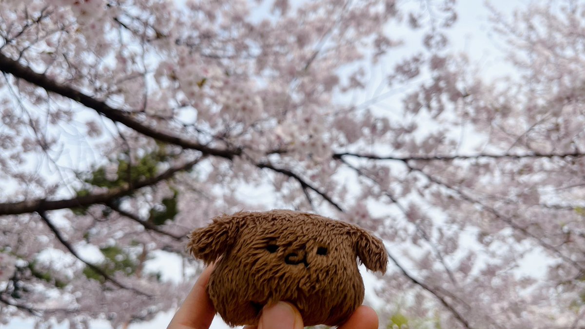 벚꽃 떨어지기 전에 후다닥..
