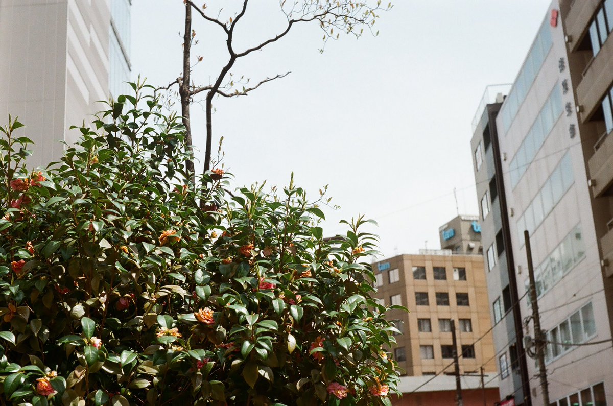 nisshincamera's tweet photo. 【今日の試写】1
📷LEICA IIIc 1949年製
👀Canon 50/2.8 (L39)
🎞️Kodak Pro Image 100
#leica
#canon
#kodak
#iiic
#proimage100
#film
#filmcamera
#試写
#作例
#写真 https://t.co/iSKDFO1G6X