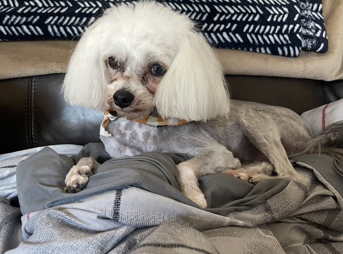 DJsdaughter's tweet photo. @DogLovers03 Hi, My Name is Sir Snuggles. I couldn’t go to bed without saying Hello and giving you the BIGGEST Boop Ever! 💙 https://t.co/wZ7nIsbpTH