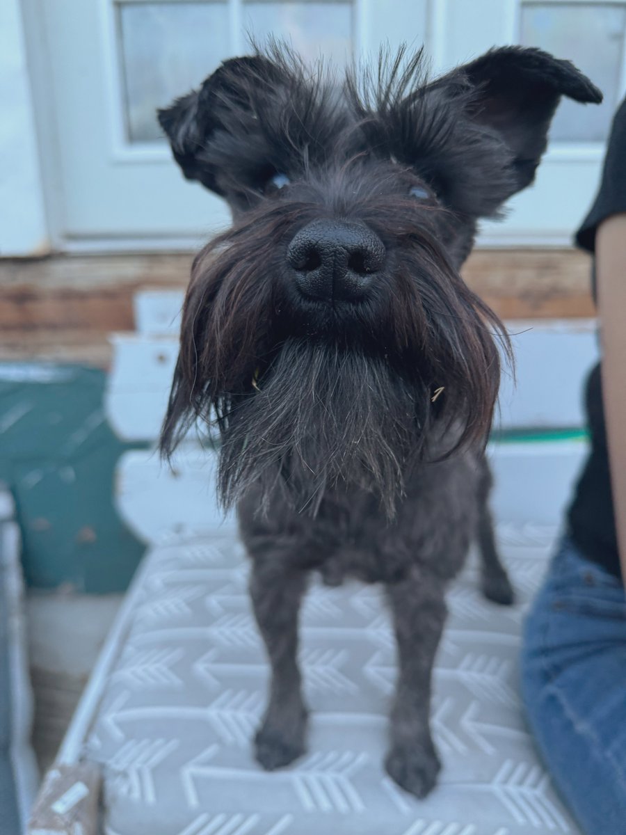 this is my trans (female to male) dog. xer beard is coming in very nicely. so brave. xer name is barx after karl marx of course.