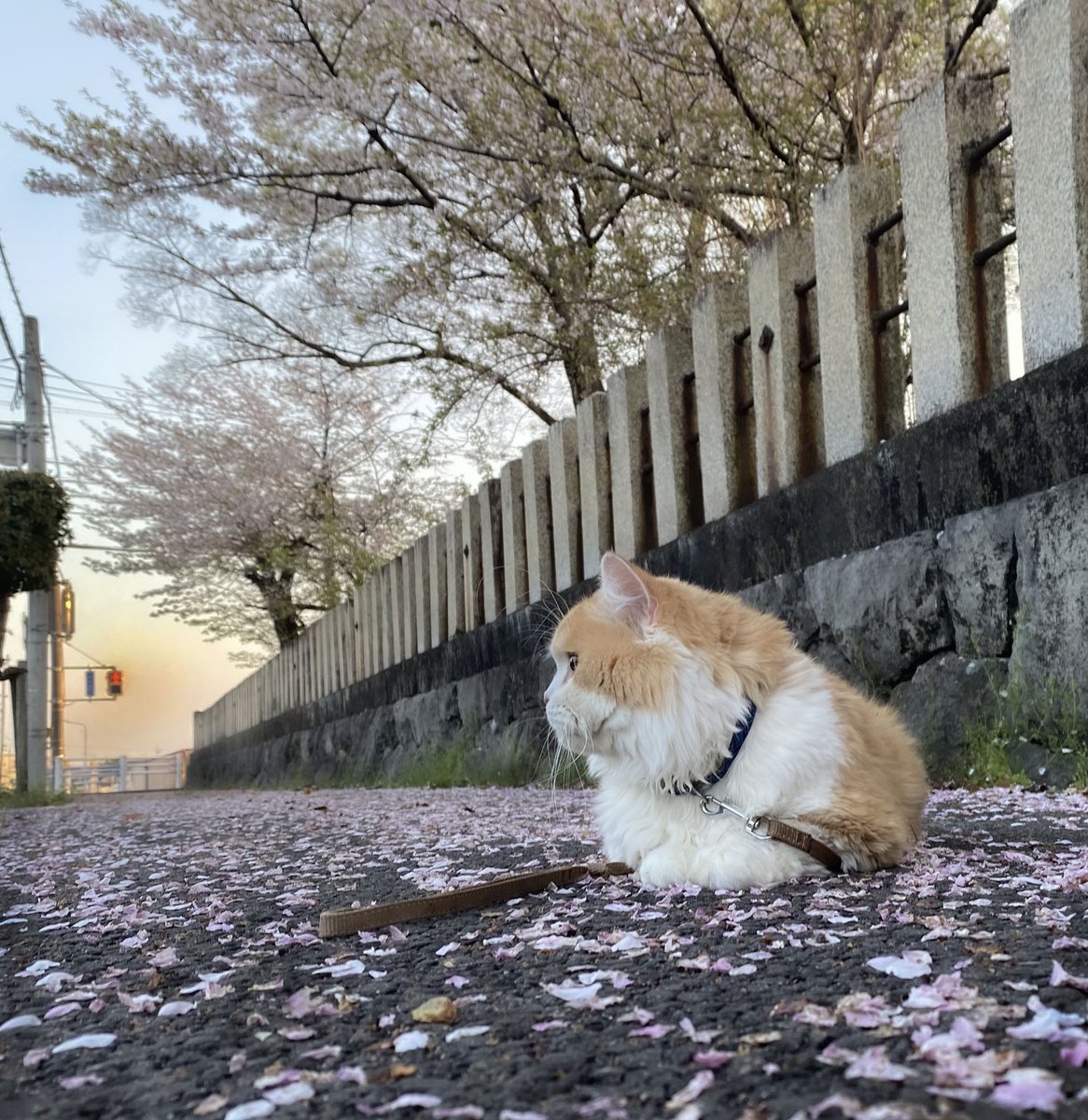 hanajag77's tweet photo. @everyquest3 猫と行ってきました！ https://t.co/oi1KQIRgce