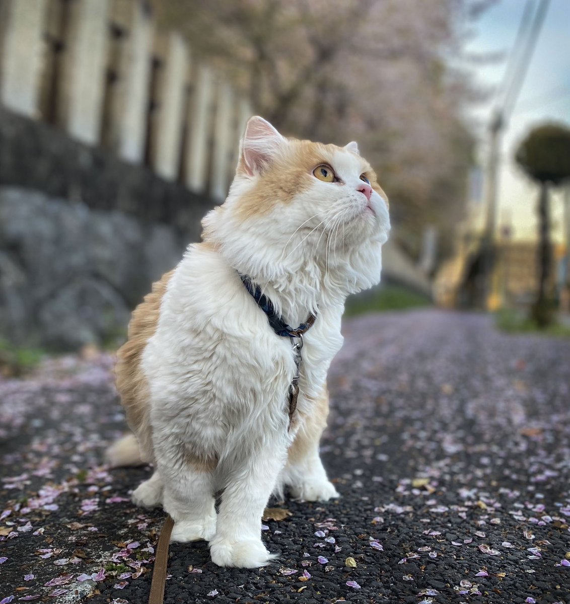 hanajag77's tweet photo. @everyquest3 猫と行ってきました！ https://t.co/oi1KQIRgce