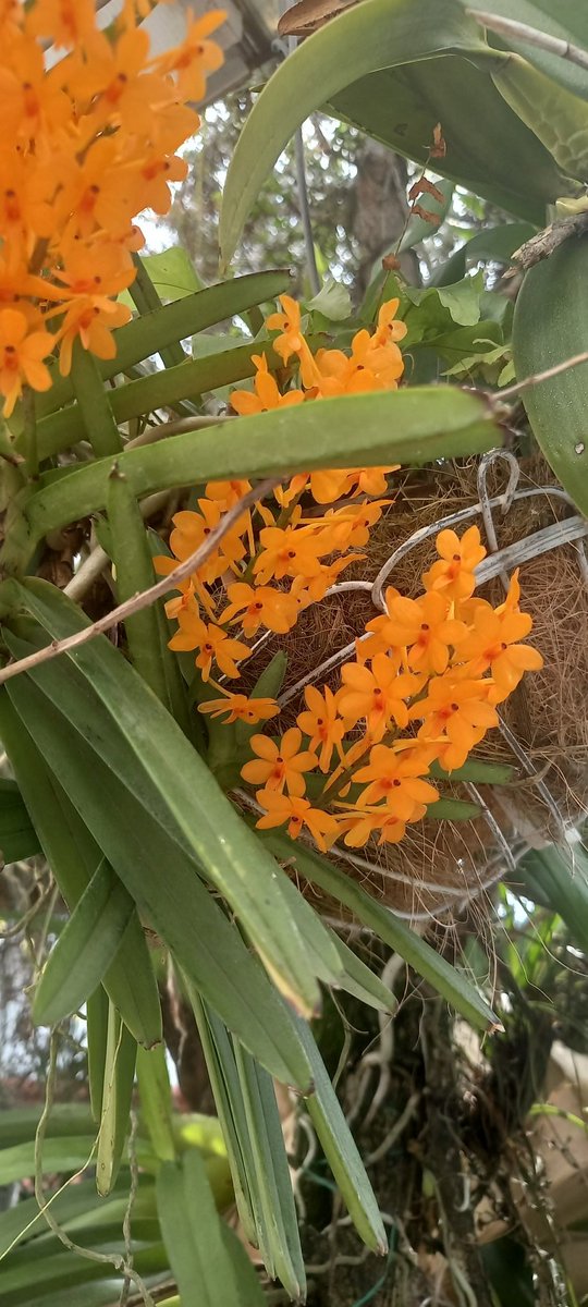 ORQUIBOR. Orquídeas, Bromelias y Arboleshogar tweet media