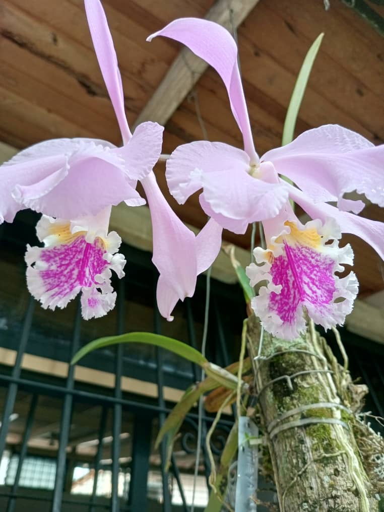 ORQUIBOR. Orquídeas, Bromelias y Arboleshogar tweet media