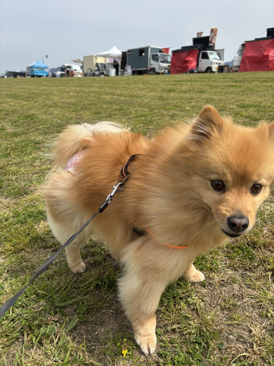 Lizumama's tweet photo. 4月5日土曜日
ワンリンピック2025に🐶友と参加してきました❣️
楽しかったぁ😊✨ https://t.co/ZdBMc0Lt5o