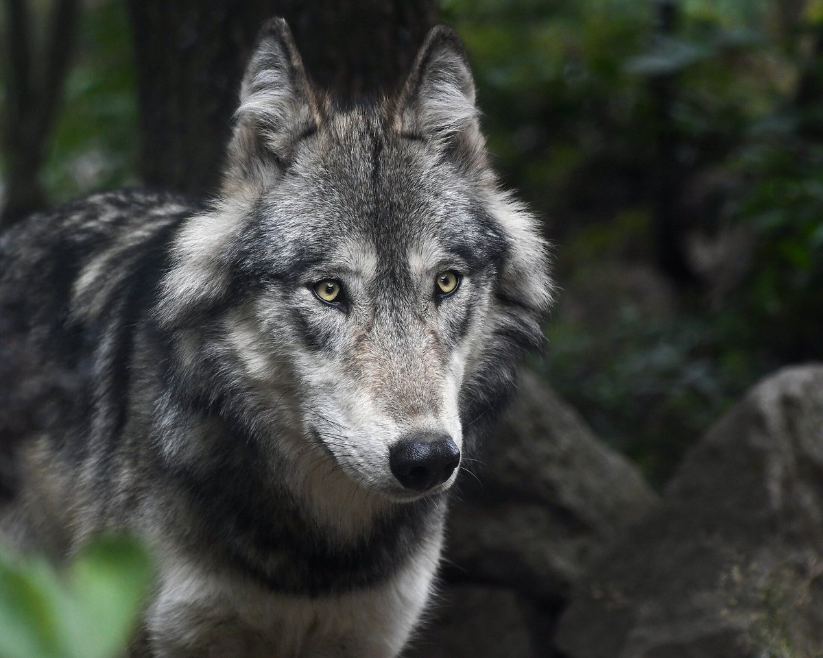 AmUmbria's tweet photo. Take action here for the wildlife of Washington state.
All wildlife of the state is in danger, the wolves will lose state ESA protection https://t.co/F9L7loHWdf https://t.co/tmWGD8Soig