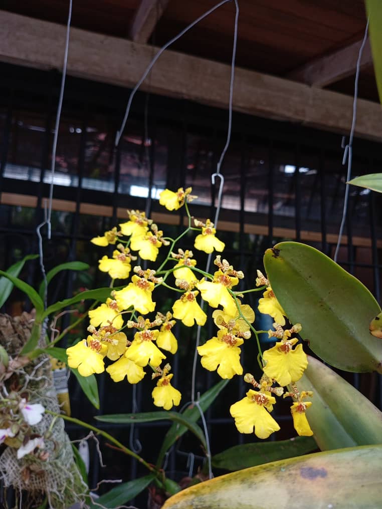 ORQUIBOR. Orquídeas, Bromelias y Arboleshogar tweet media