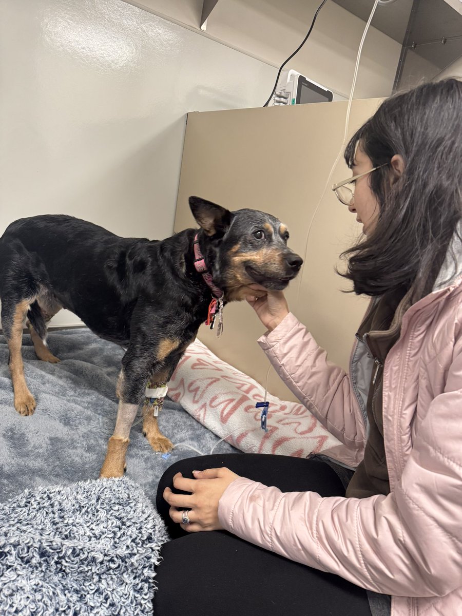 MahgdalenRose's tweet image. Bubbles has had a hard few days, she was diagnosed with Diabetes last year and has had a really tough time with it. The past few days she's been in critical care really fighting to get better. She's dealt with seizures, a very bad and rare infection, and complications of her…