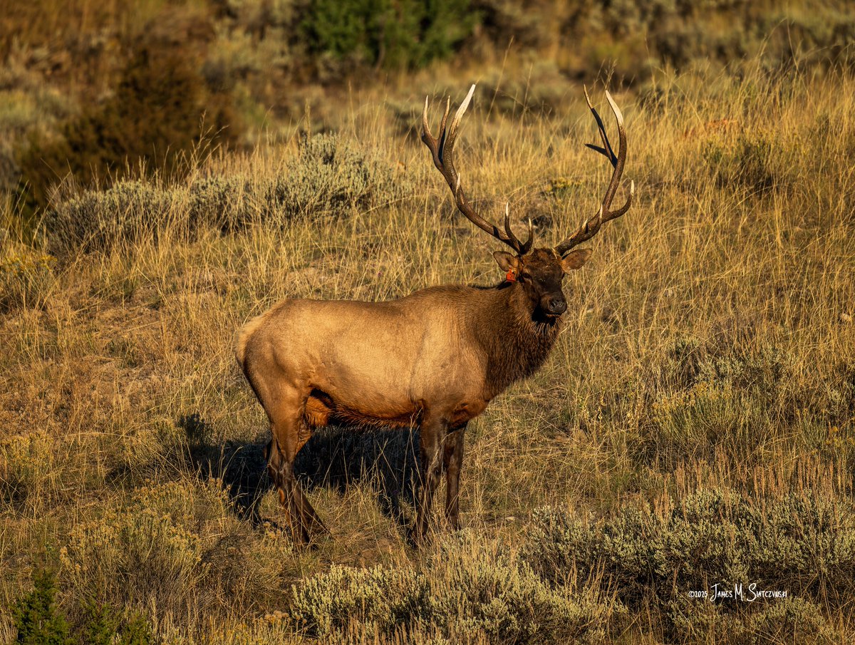 James Siatczynski (@jsiatczy) on Twitter photo Yellowstone National Park, Wyoming
<a href="/NikonUSA/">NikonUSA</a> <a href="/YellowstoneNPS/">Yellowstone National Park</a> <a href="/NatlParkService/">National Park Service</a>
<a href="/visitwyoming/">Travel Wyoming</a> #Yellowstone Yellowstone National Park, Wyoming
<a href="/NikonUSA/">NikonUSA</a> <a href="/YellowstoneNPS/">Yellowstone National Park</a> <a href="/NatlParkService/">National Park Service</a>
<a href="/visitwyoming/">Travel Wyoming</a> #Yellowstone