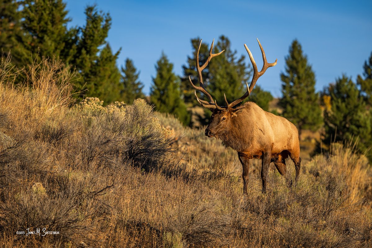 James Siatczynski (@jsiatczy) on Twitter photo Yellowstone National Park, Wyoming
<a href="/NikonUSA/">NikonUSA</a> <a href="/YellowstoneNPS/">Yellowstone National Park</a> <a href="/NatlParkService/">National Park Service</a> <a href="/visitwyoming/">Travel Wyoming</a> #Yellowstone #palettespring Yellowstone National Park, Wyoming
<a href="/NikonUSA/">NikonUSA</a> <a href="/YellowstoneNPS/">Yellowstone National Park</a> <a href="/NatlParkService/">National Park Service</a> <a href="/visitwyoming/">Travel Wyoming</a> #Yellowstone #palettespring