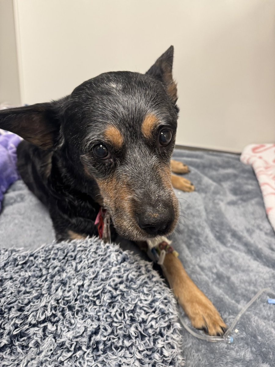 MahgdalenRose's tweet image. Bubbles has had a hard few days, she was diagnosed with Diabetes last year and has had a really tough time with it. The past few days she's been in critical care really fighting to get better. She's dealt with seizures, a very bad and rare infection, and complications of her…