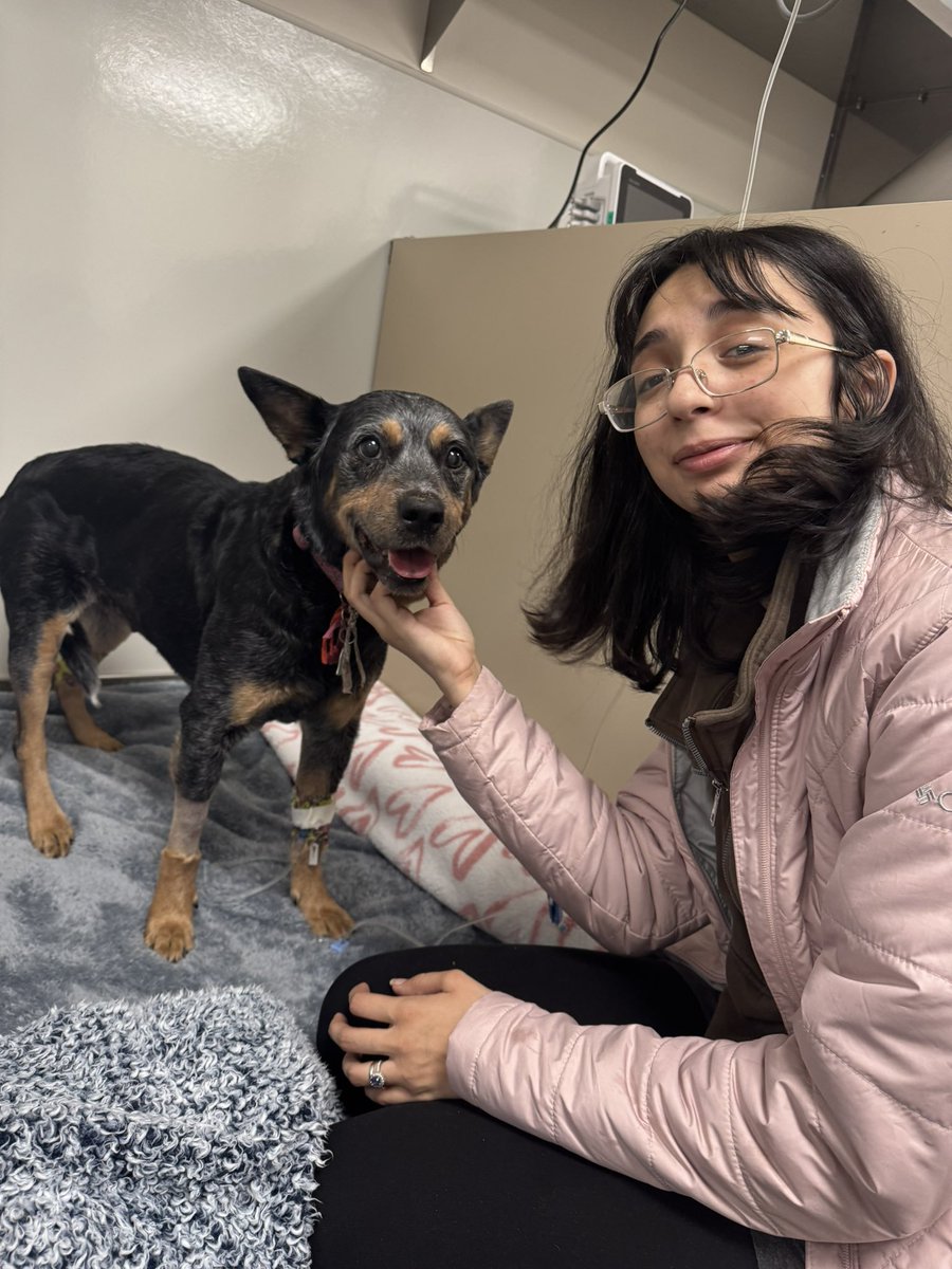 MahgdalenRose's tweet image. Bubbles has had a hard few days, she was diagnosed with Diabetes last year and has had a really tough time with it. The past few days she's been in critical care really fighting to get better. She's dealt with seizures, a very bad and rare infection, and complications of her…