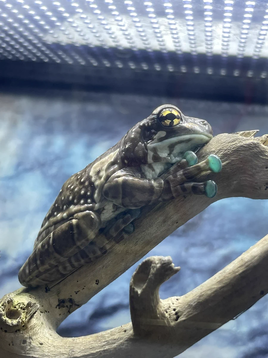 越前松島水族館 on X: 