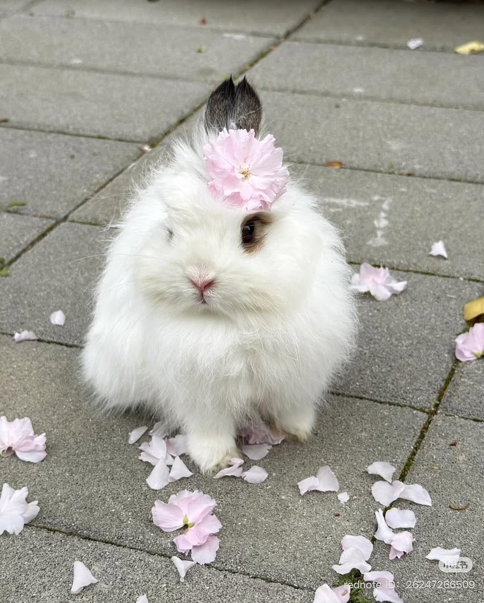 Bunnies (@bunnies) on Twitter photo 