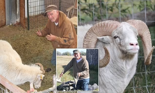 We need to get Arthur Schubarth out of prison.

This elderly American was sentenced to federal prison for breeding big sheep using DNA imported from Kyrgyzstan without the right paperwork. 

"U.S. District Court Judge Brian Morris said he struggled to come up with a sentence . .