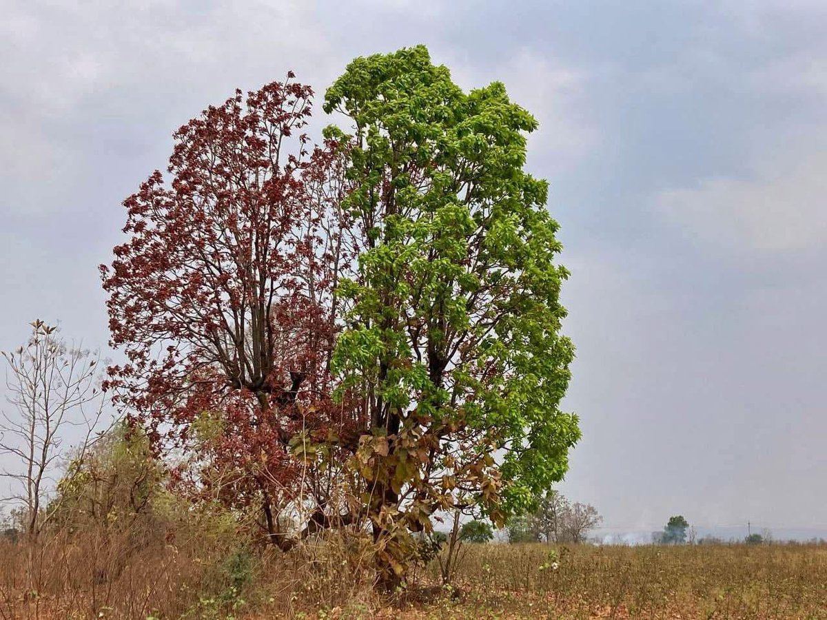 hsinghs48's tweet photo. Nature’s wonder: A mahua tree in Adilabad dist. Telangana, grows new leaves in 2 colours. The tree is in this state between last week of March and second week of April. https://t.co/XHKUGyHA0e