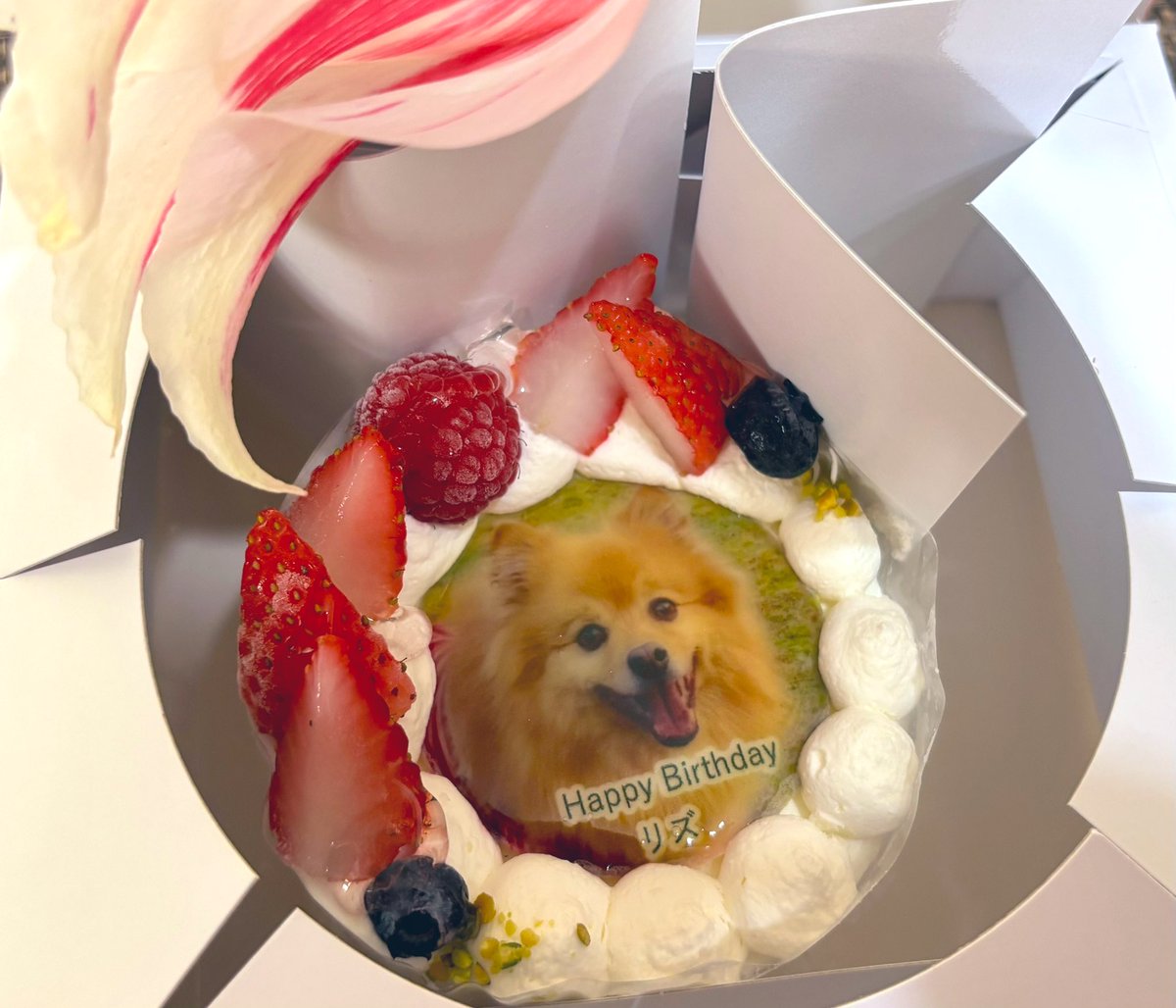 Lizumama's tweet photo. 今日4月12日はりったんの10歳の誕生日🎂
冷凍で届いたケーキを解凍中
楽しみね🥳✨ https://t.co/HX0c56tp3g