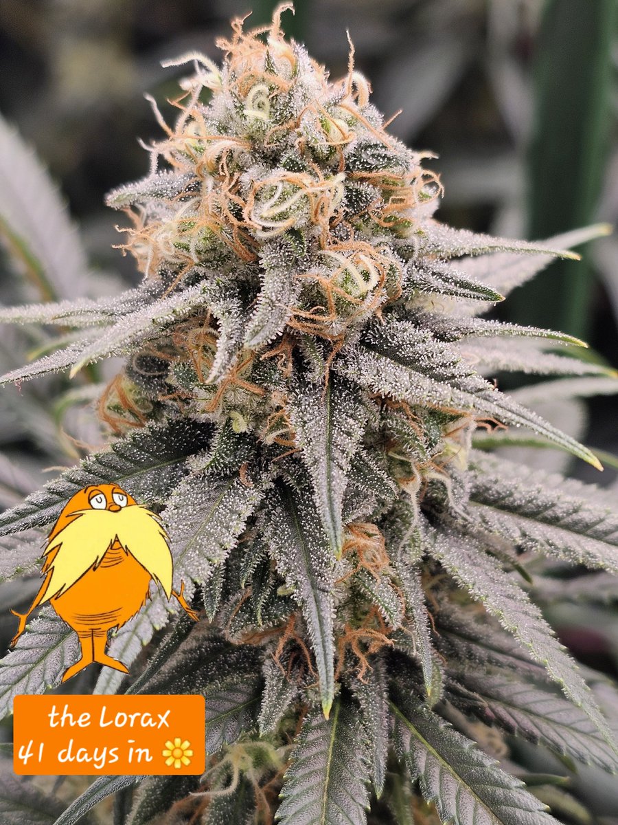 The Sleepy Gnome (@sleepygnomegrow) on Twitter photo 