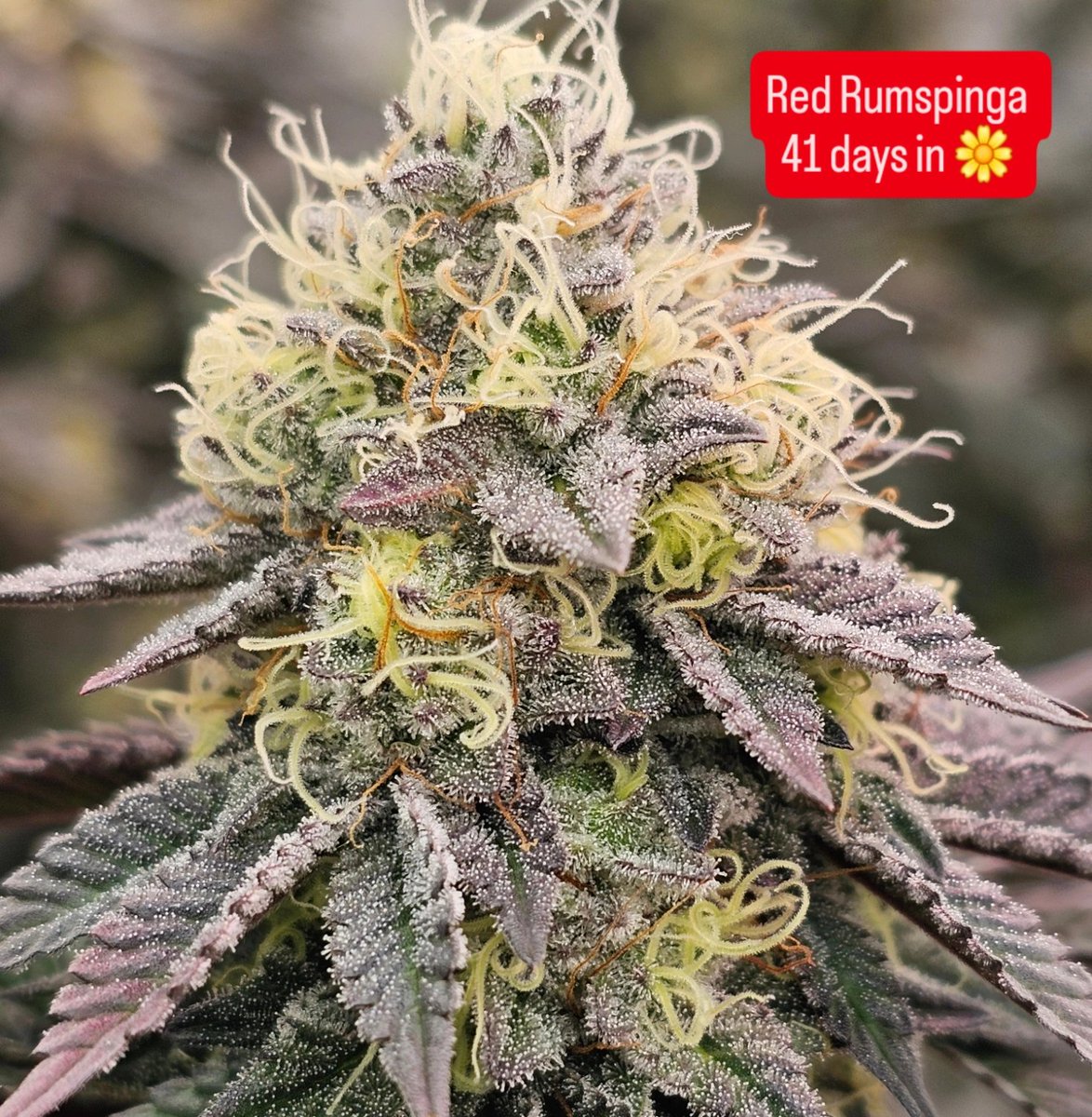 The Sleepy Gnome (@sleepygnomegrow) on Twitter photo 