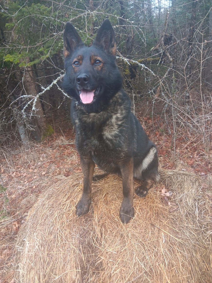 Have a great k9 weekend everyone!

#workingdog #germanshepherd