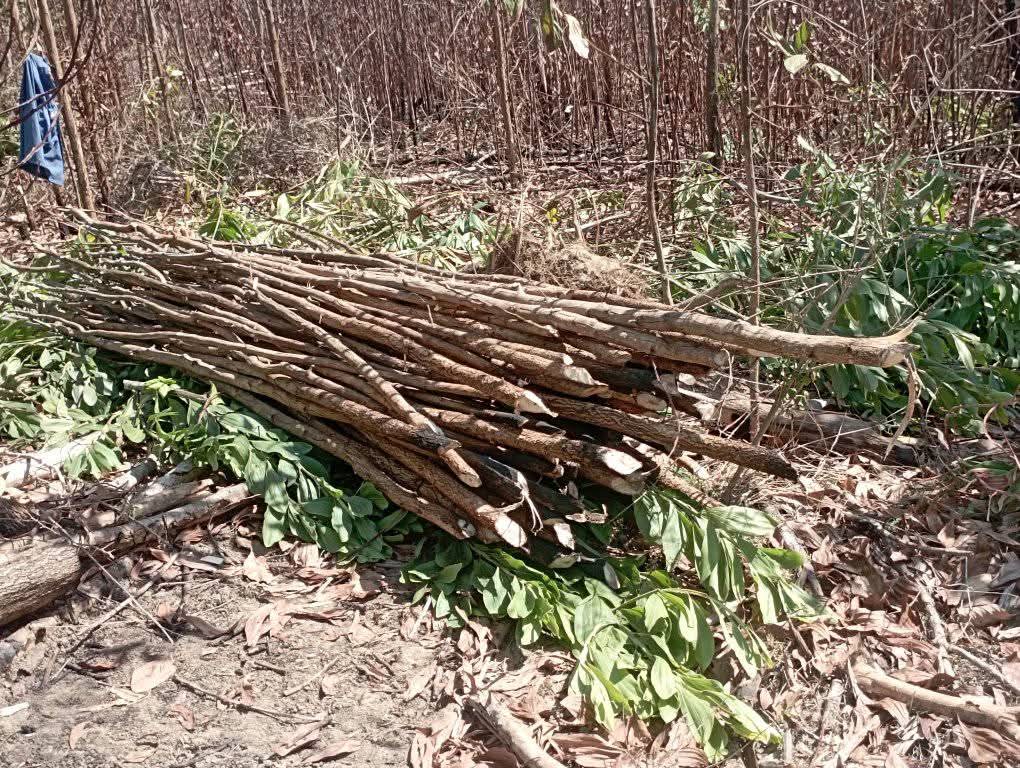 Se incrementan en #PinardelRío nuevas brigadas y áreas de tala para el corte de cujes con el objetivo de dar cumplimiento a la campaña tabacalera. 
#PinarXNuevasVictorias #Cuba
