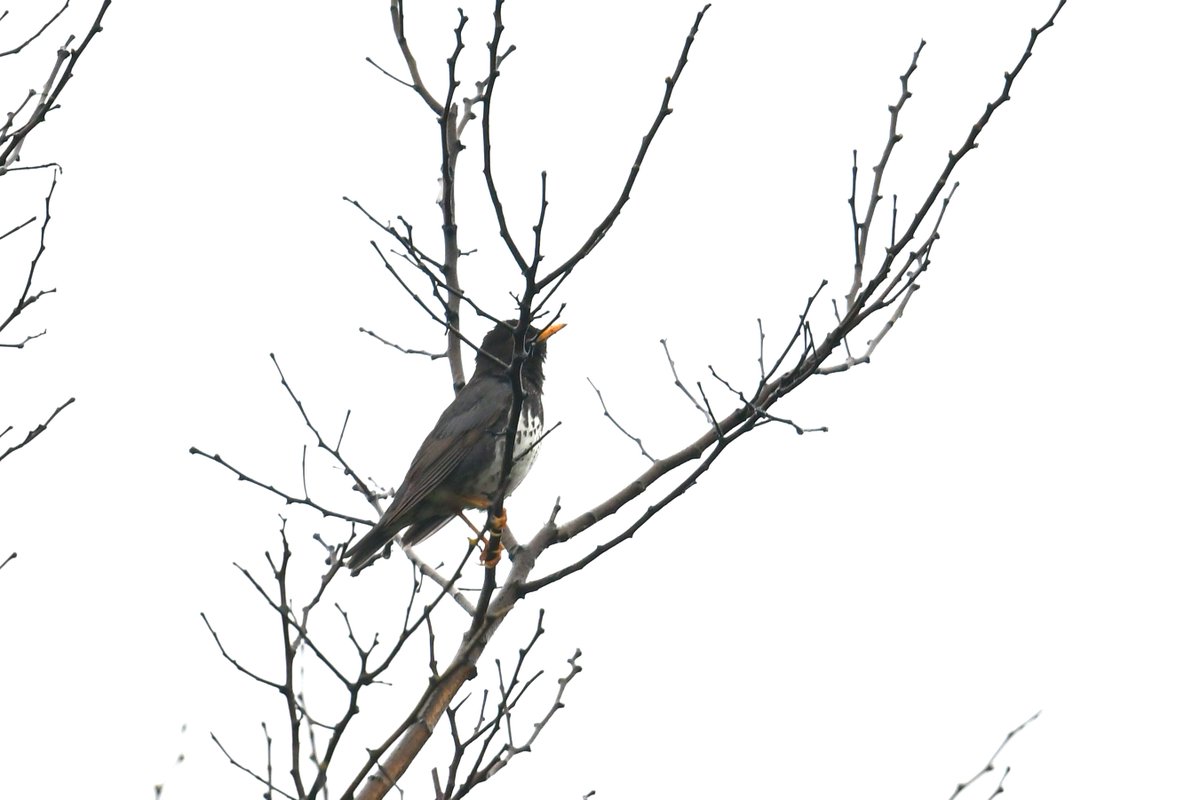 クロツグミ初鳴き、新潟市、2025年4月12日。