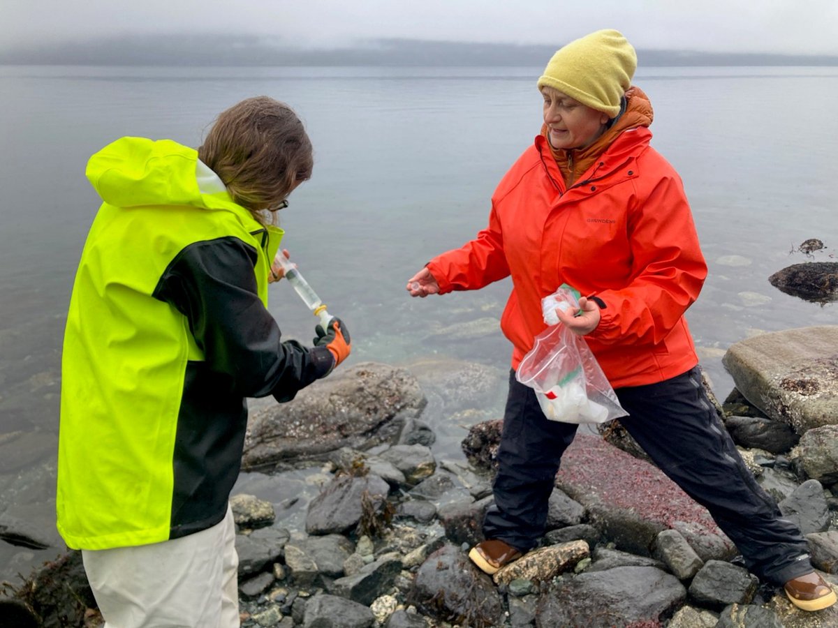 Alaska EPSCoR (@alaskaepscor) on Twitter photo Red seaweed fieldwork is underway for the Interface of Change project! 🌿✨
🧪Samples of red ribbon (Devaleraea mollis) & red stiff ribbon (Palmaria hecatensis) are collected March through June at two red seaweed harvest sites near Haines, AK. #phycologyfriday #fieldworkfriday Red seaweed fieldwork is underway for the Interface of Change project! 🌿✨
🧪Samples of red ribbon (Devaleraea mollis) & red stiff ribbon (Palmaria hecatensis) are collected March through June at two red seaweed harvest sites near Haines, AK. #phycologyfriday #fieldworkfriday