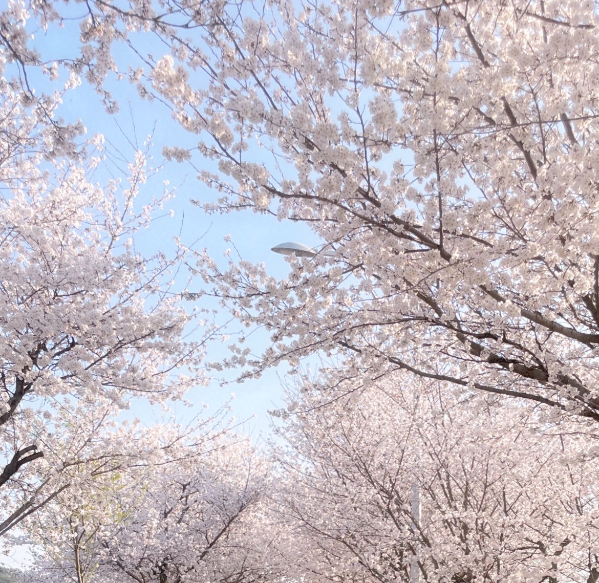 CC___96's tweet photo. 오늘까지 벚꽃구경 완료🌸 https://t.co/f4T4cnqCZw