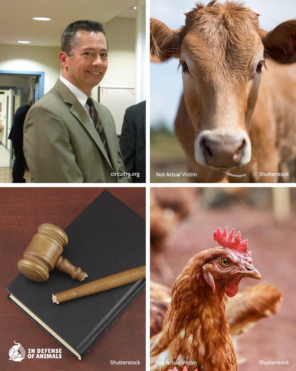 IDAUSA's tweet image. 🐾Despite clear evidence of animal torture, FL Judge Heisey gave minimal sentences to two offenders. This isn't justice.
📢Demand accountability: bit.ly/3RzRCaV
Pls RT and support bit.ly/3EfpzdG

#JusticeForAnimals #AnimalRights #EndAnimalCruelty
