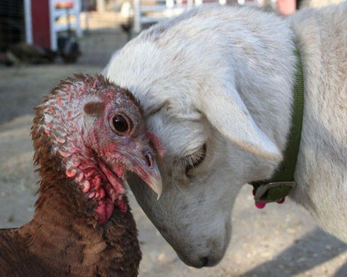 Vegan Future tweet media