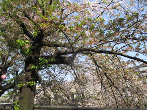 中板橋付近の桜の様子を毎日お届けします！
 
【2025年 #なかいたさくら便り】4月12日の桜
 
今日は気持ちのいい日だね。
さくらさん、今年もきれいだったなぁ。
（´ω`*）

なかいた さくらブログ
nakaita.com/sakura/
 
#さくら #sakura #中板橋 #石神井川 #桜 #桜祭り #花見