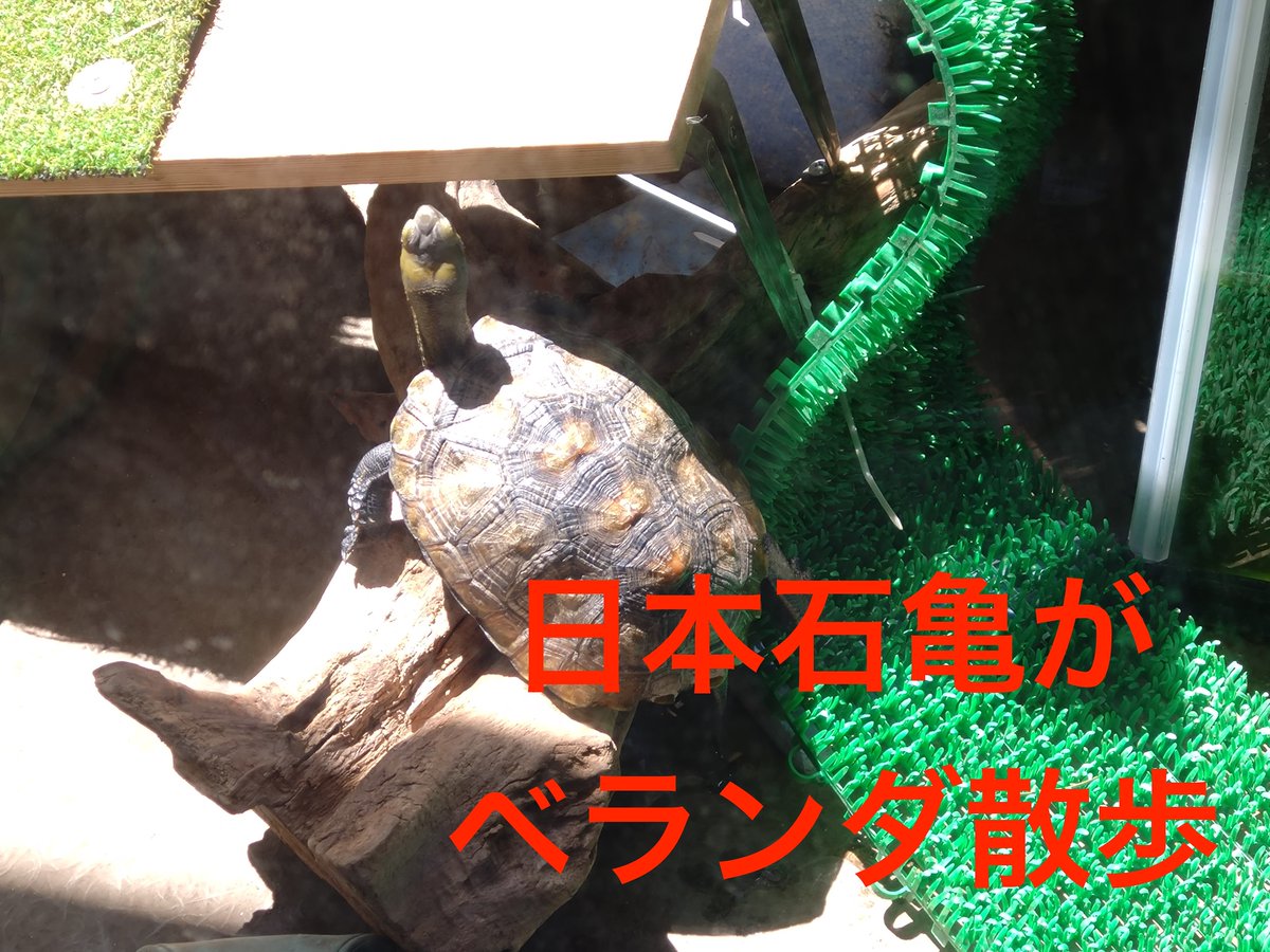 wagakame_Ch's tweet photo. 室内組のベランダ散歩 My turtle walking on the balcony#ニホンイシガメ #japaneseturtle #亀... https://t.co/BAfNYQYnQq @YouTubeより https://t.co/EitpsP8WMa