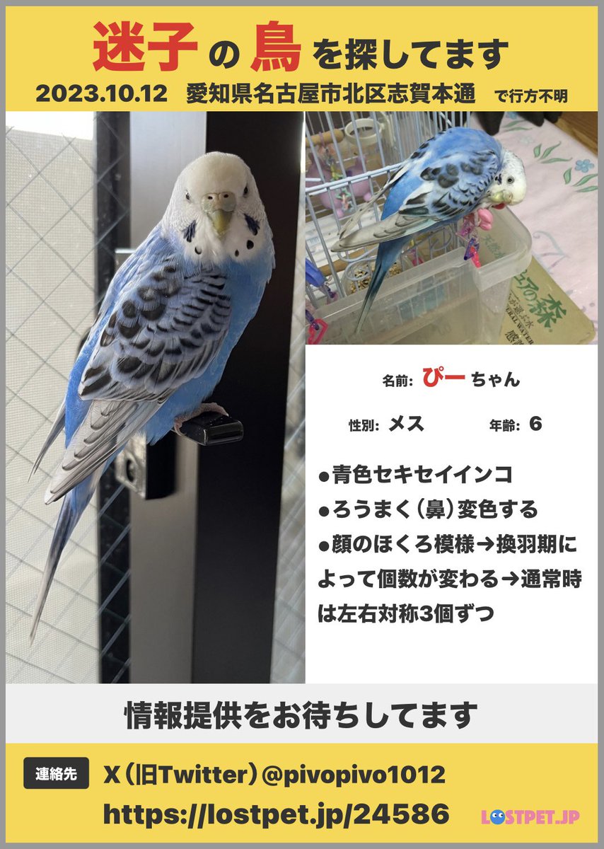 pivopivo1012's tweet photo. #迷子インコ 
#青色セキセイインコ 
#愛知県 
#拡散希望です 
1年と半年が過ぎた
ぴーちゃん姿を見せてほしい https://t.co/xzTjnOaShw