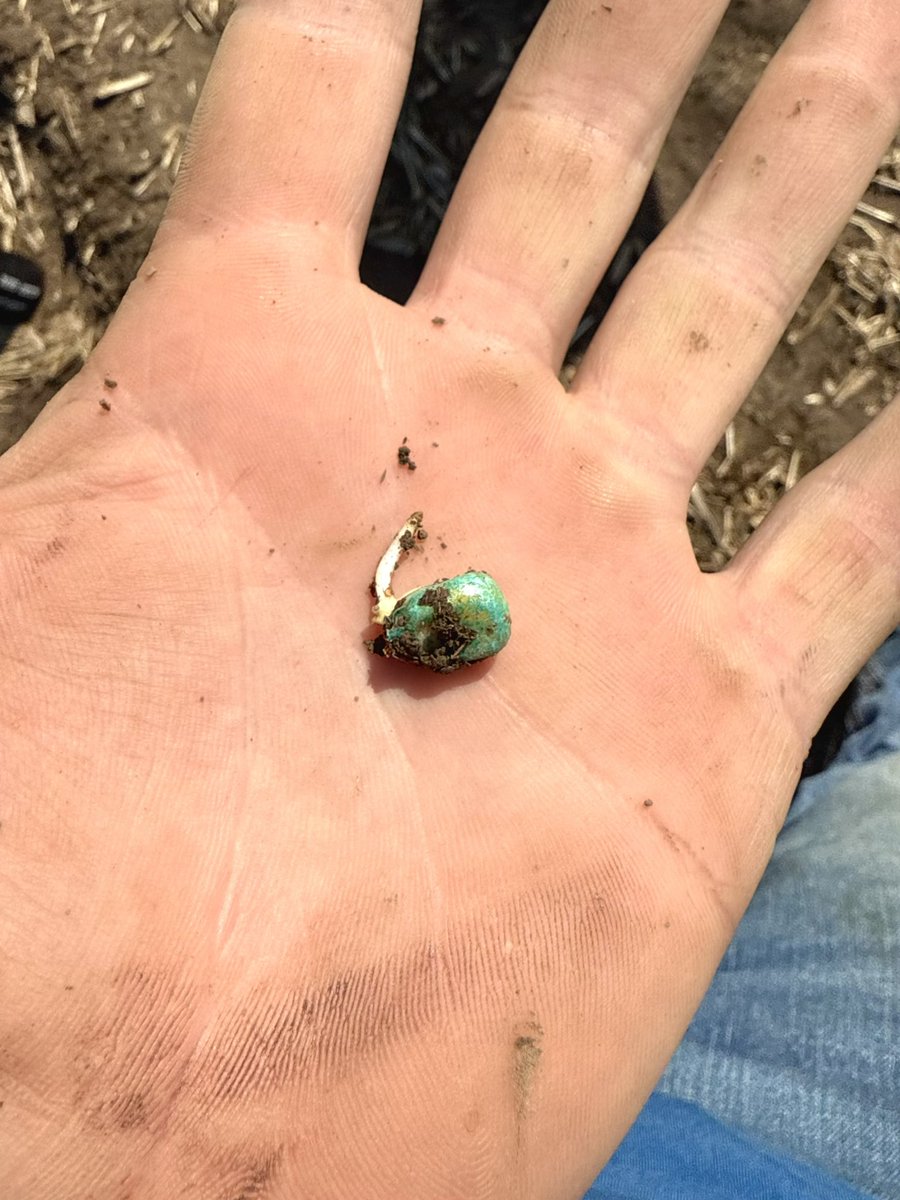 Biovante's tweet photo. Anyone have seed planted or germinating? The young southwest farmer, Naaman Cullers has started his push towards 400+ bushels with @Asgrow_DEKALB. Naaman is following a custom built biological program. If you’d like one too, just raise your hand 🙋🏽‍♂️ in the comments. https://t.co/1zzkF3cnqM