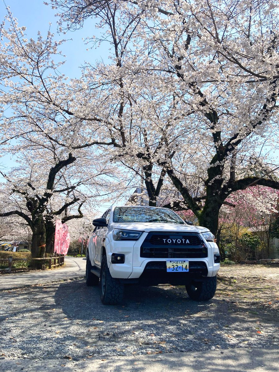 s13hamavia's tweet photo. 今年は桜の満開タイミングに合わなかったなぁ🙃
菜の花はめっちゃ満開で良かった😆 https://t.co/bUUc1ZnZ4R