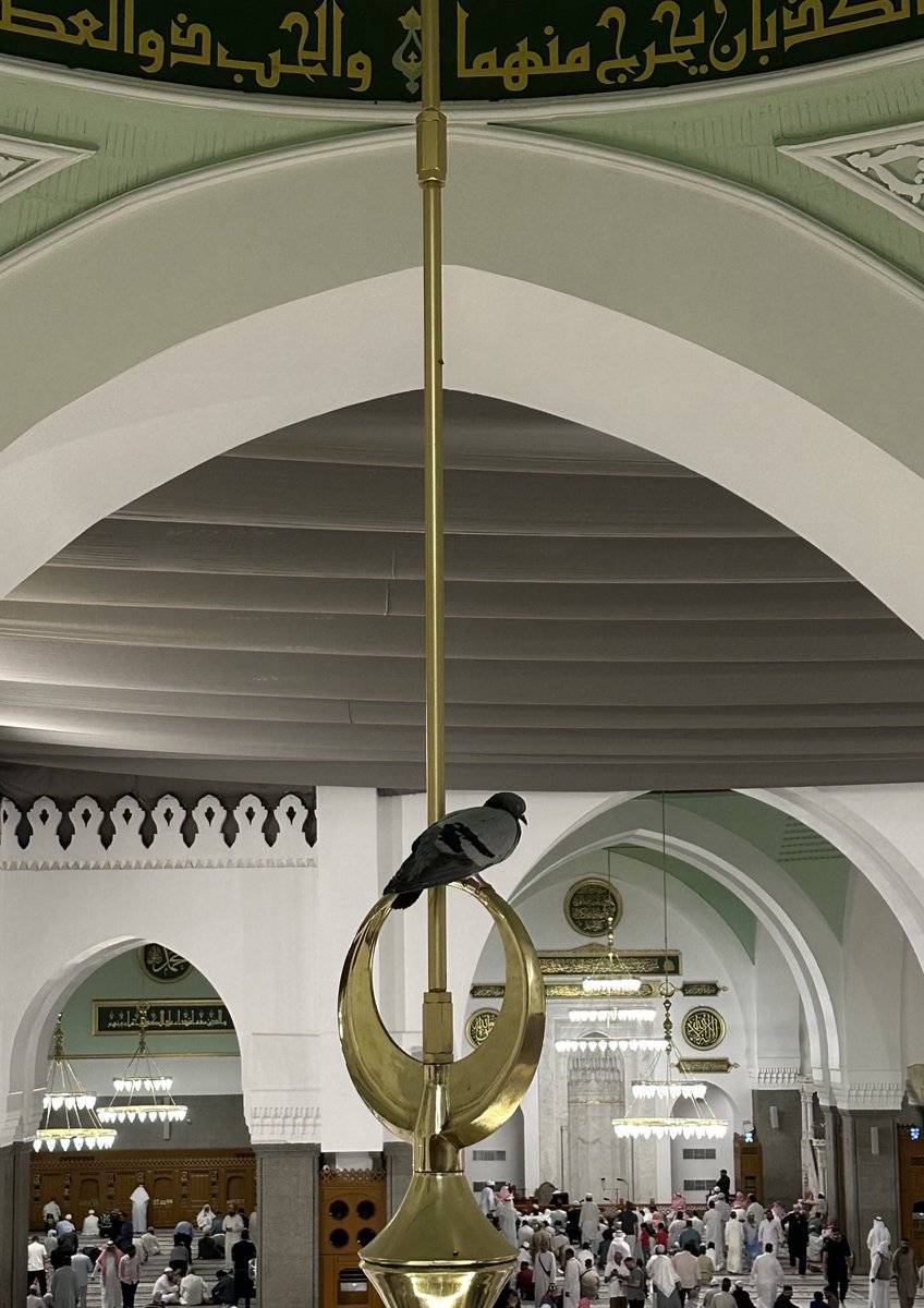 جوري tweet media