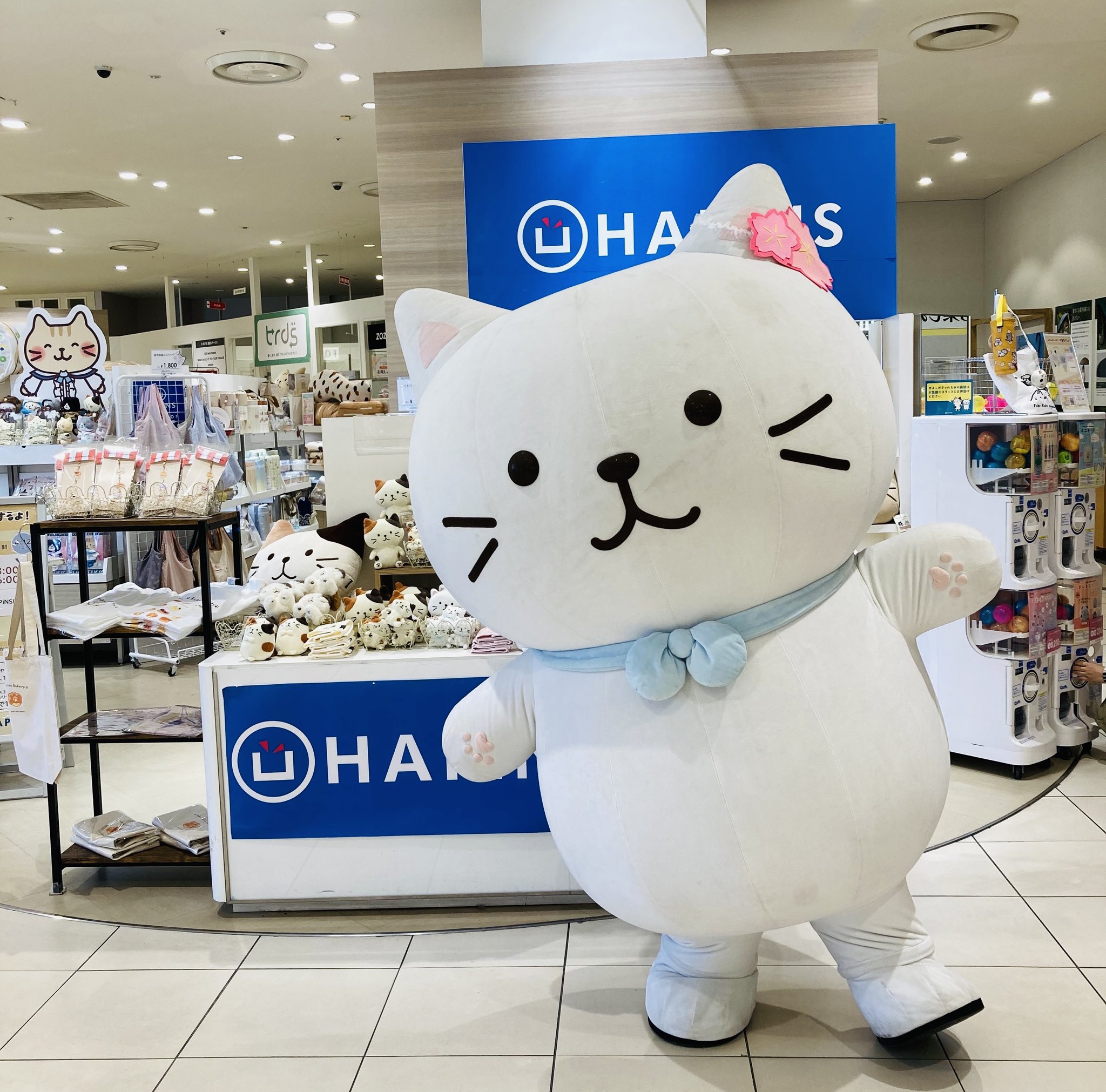 Fuku Fuku Nyanko(ふくふくにゃんこ) on X: Fuku Fuku Nyanko(ふくふくにゃんこ) on X: