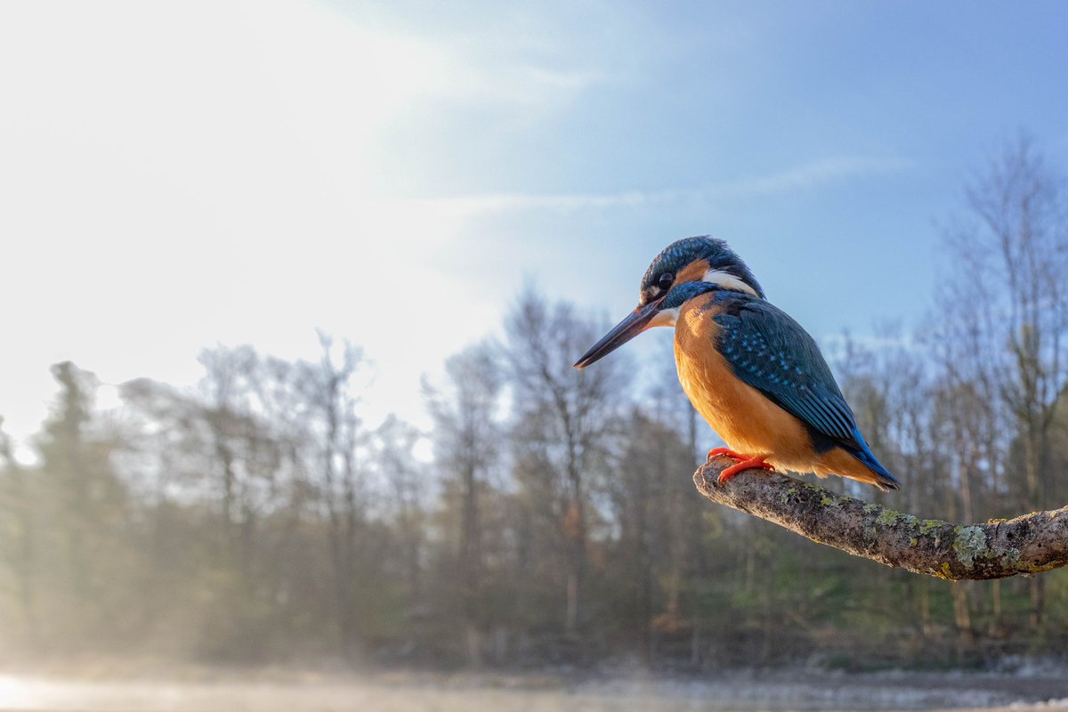 Kingfisher perched over the river chess at 7am. The morning sun lighting up the mist that was rising from the river.