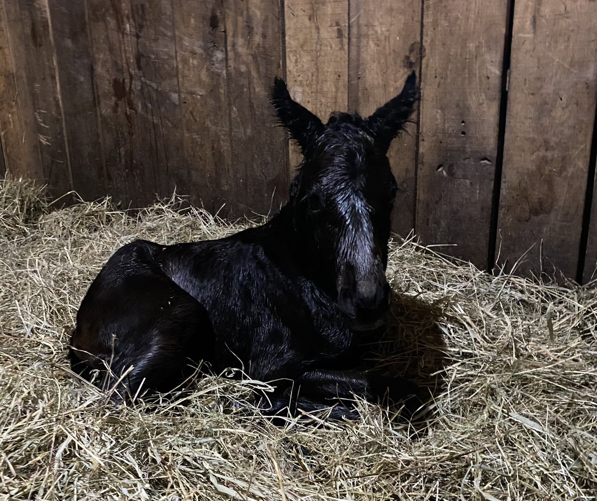 BrittWadsworth's tweet photo. #14 is a Yaupon filly out of Seascape by Distorted Humor! It’s a tie at 7 colts and 7 fillies so far!
@nytbreeders @spendthriftfarm @NYDarkHorse @MattCutair @B_Hahn7 https://t.co/D8rNdiEjk2