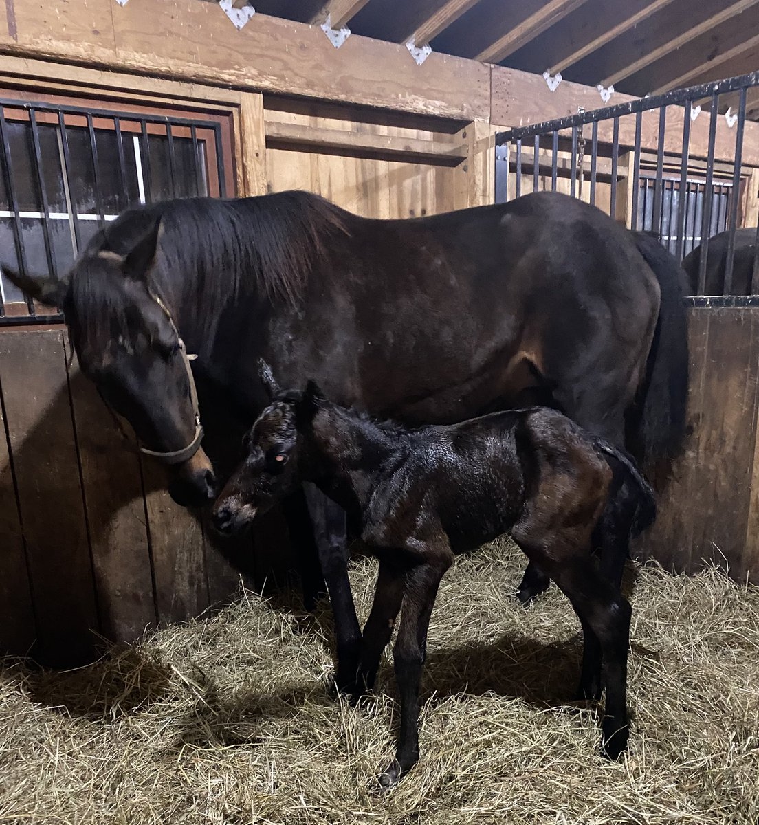 BrittWadsworth's tweet photo. #14 is a Yaupon filly out of Seascape by Distorted Humor! It’s a tie at 7 colts and 7 fillies so far!
@nytbreeders @spendthriftfarm @NYDarkHorse @MattCutair @B_Hahn7 https://t.co/D8rNdiEjk2