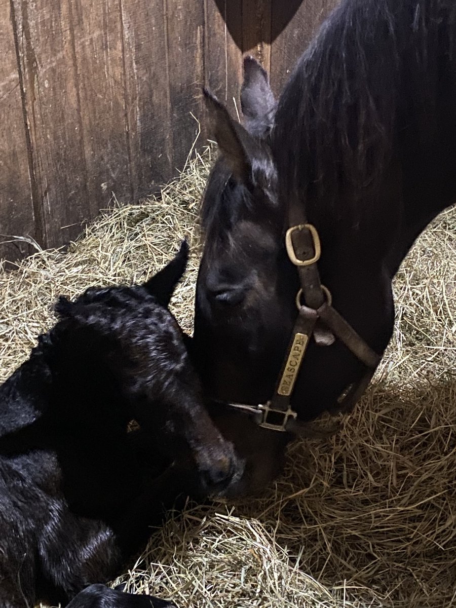 BrittWadsworth's tweet photo. #14 is a Yaupon filly out of Seascape by Distorted Humor! It’s a tie at 7 colts and 7 fillies so far!
@nytbreeders @spendthriftfarm @NYDarkHorse @MattCutair @B_Hahn7 https://t.co/D8rNdiEjk2