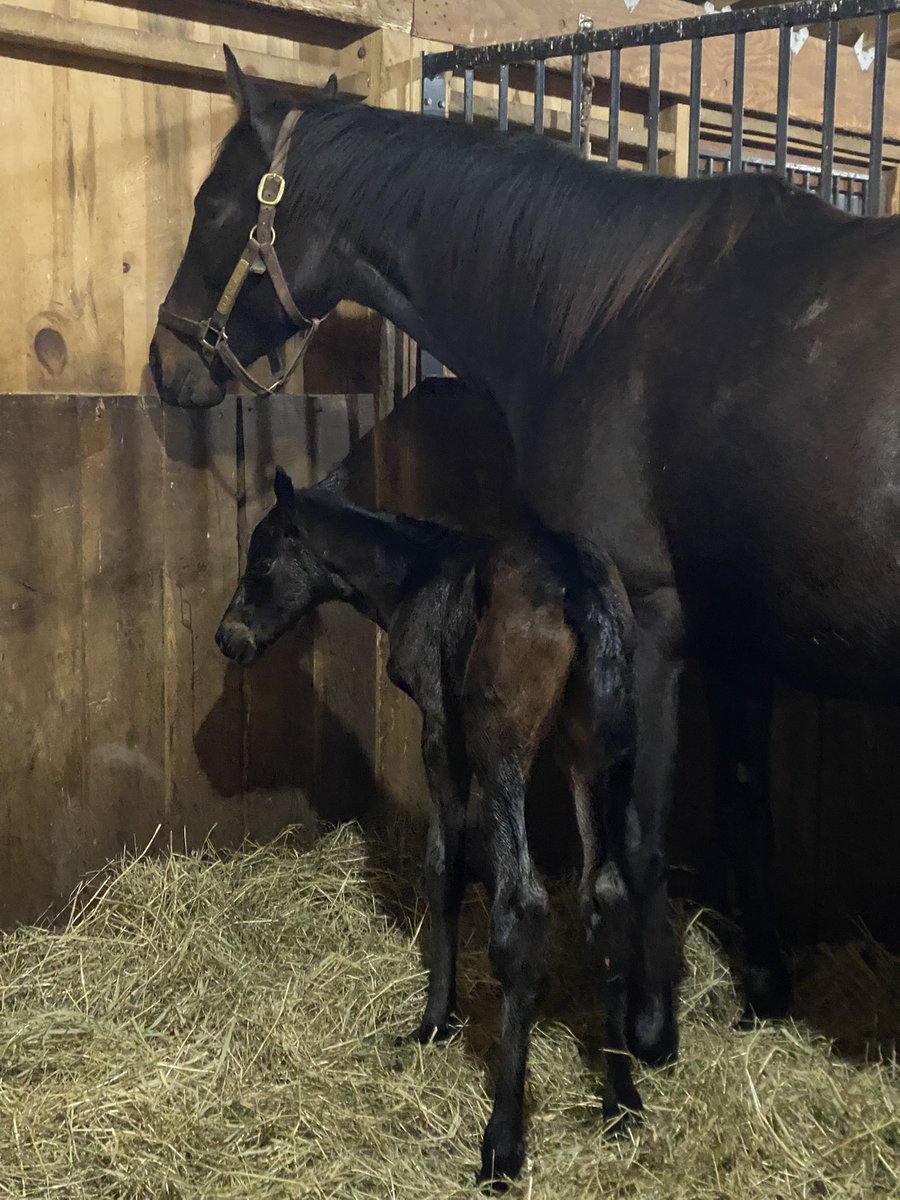 BrittWadsworth's tweet photo. #14 is a Yaupon filly out of Seascape by Distorted Humor! It’s a tie at 7 colts and 7 fillies so far!
@nytbreeders @spendthriftfarm @NYDarkHorse @MattCutair @B_Hahn7 https://t.co/D8rNdiEjk2