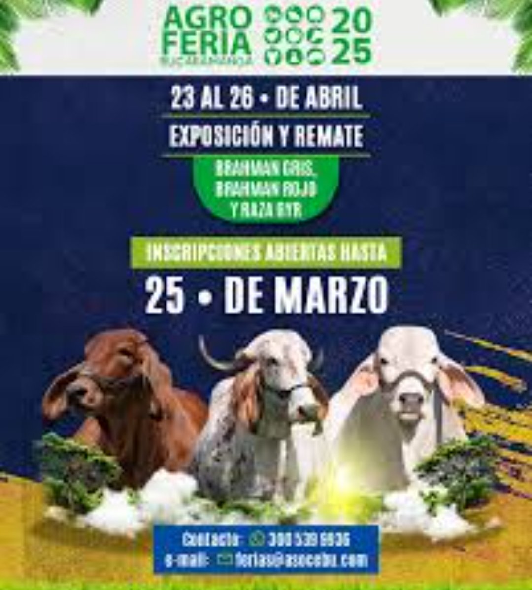 RevistaElPanor1's tweet photo. #Evento📰23 al 26 de abril, la segunda más importante del país en su renglón: #AgroFeria2025 en @CenferSA. Rueda de negocios, congresos. Una conexión de compradores con agroemoresarios. Exposiciones de ganado, caprinas, ovinas, equinas. #CompraRural liderada por @CCBucaramanga https://t.co/E9wnUGfekn