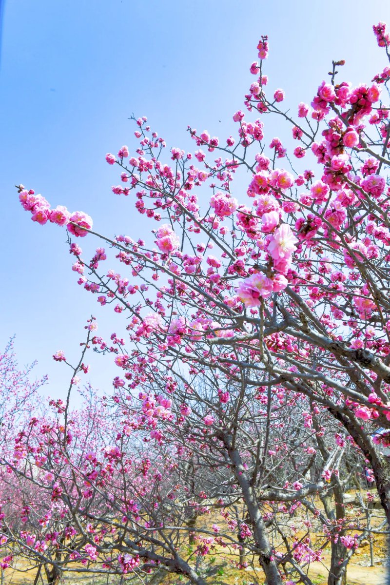 Discover Yantai_KR tweet media